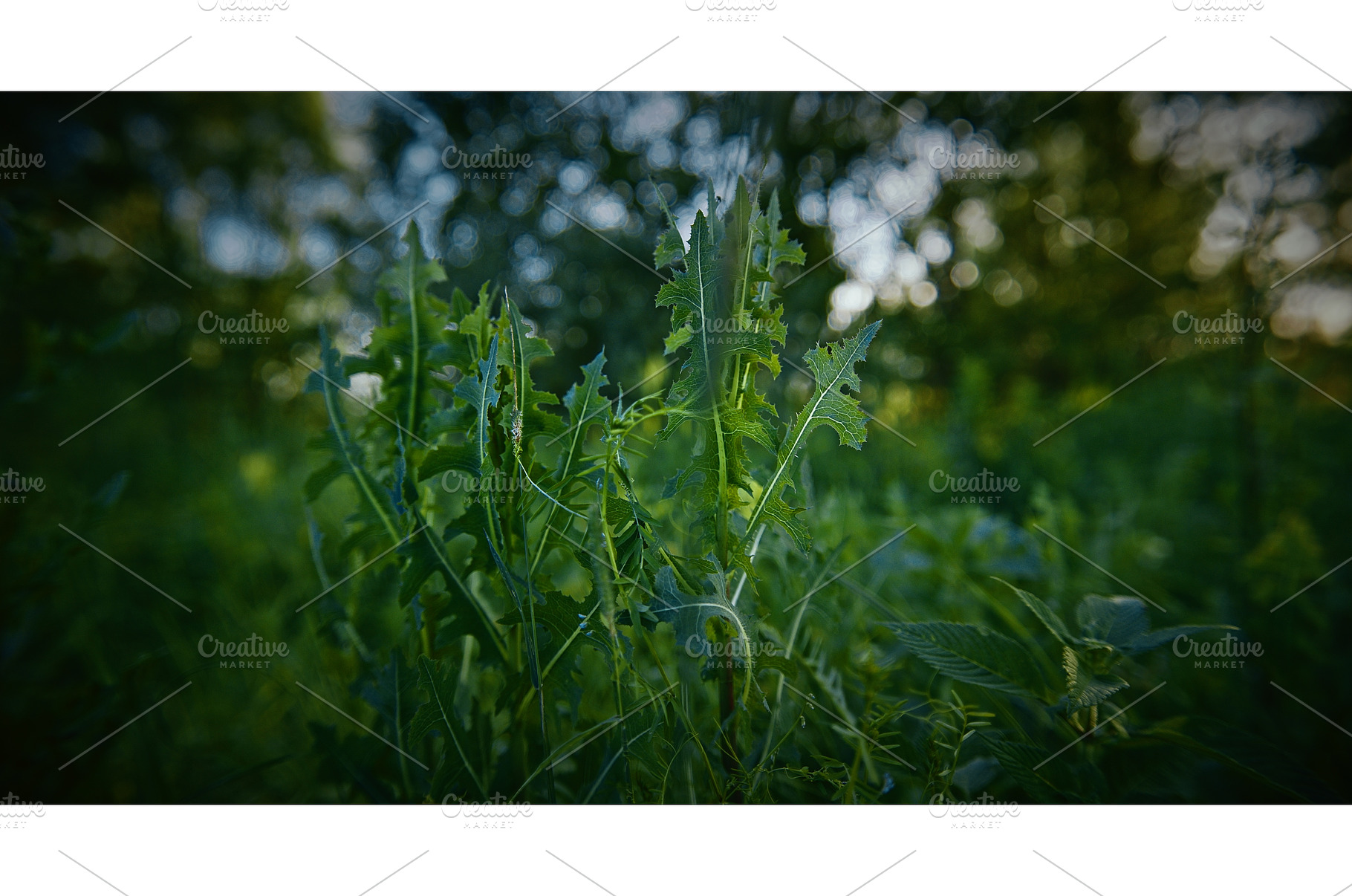 Lactuca, commonly known as lettuce, a Nature Photo by Our Amazing World