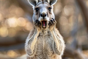 236 surprised animals, an Animal Photo by Handmadefont (Thumbnail 201 of 241)