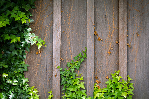 Ivy Wall Frame Background, a Background Photo by THP Creative