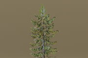 The European Larch Tree, a Plants & Tree 3D Model by FuturePastCreatives (Thumbnail 7 of 9)