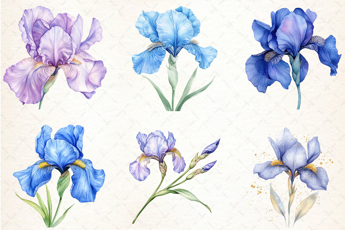 Watercolor Iris Flower Clipart Bundl, an Illustration by Libby Wishes (Photo 5 of 6)
