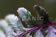 Organic | 20 Botanical Photos, a Nature Photo by Melanie Helena (Thumbnail 16 of 20)