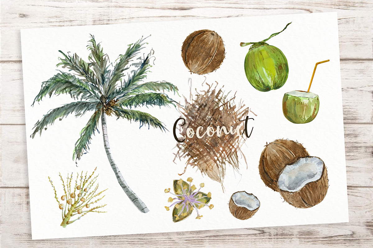 Coconut Life Cycle Clip Arts & Print, an Education Illustration by Tati Bordiu (Photo 2 of 5)