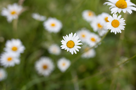 Nature white daisy blooms with featuring flower, camomile, and daisy