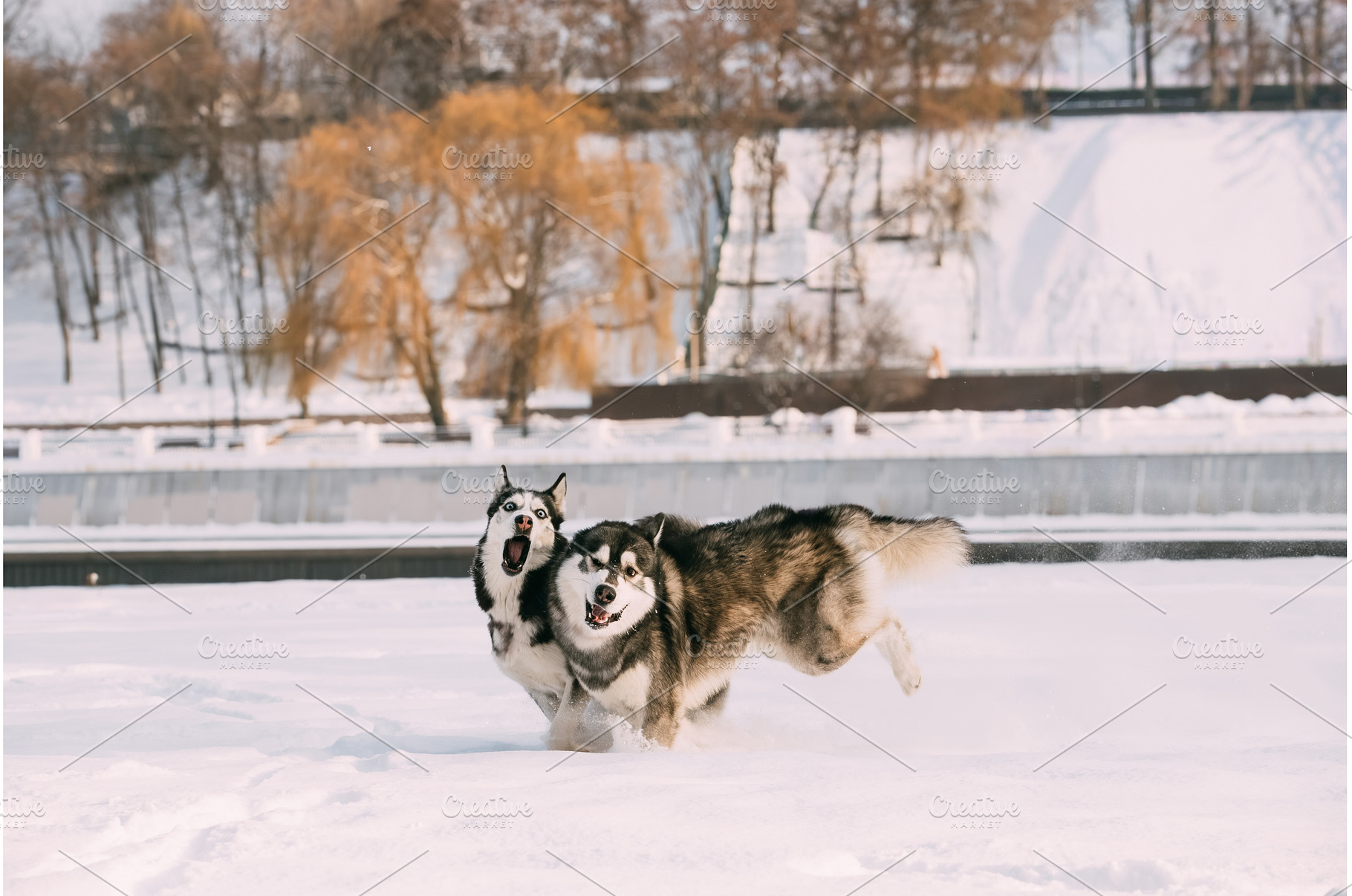 Funny Happy Siberian Husky Dog, an Animal Photo by Our Amazing World