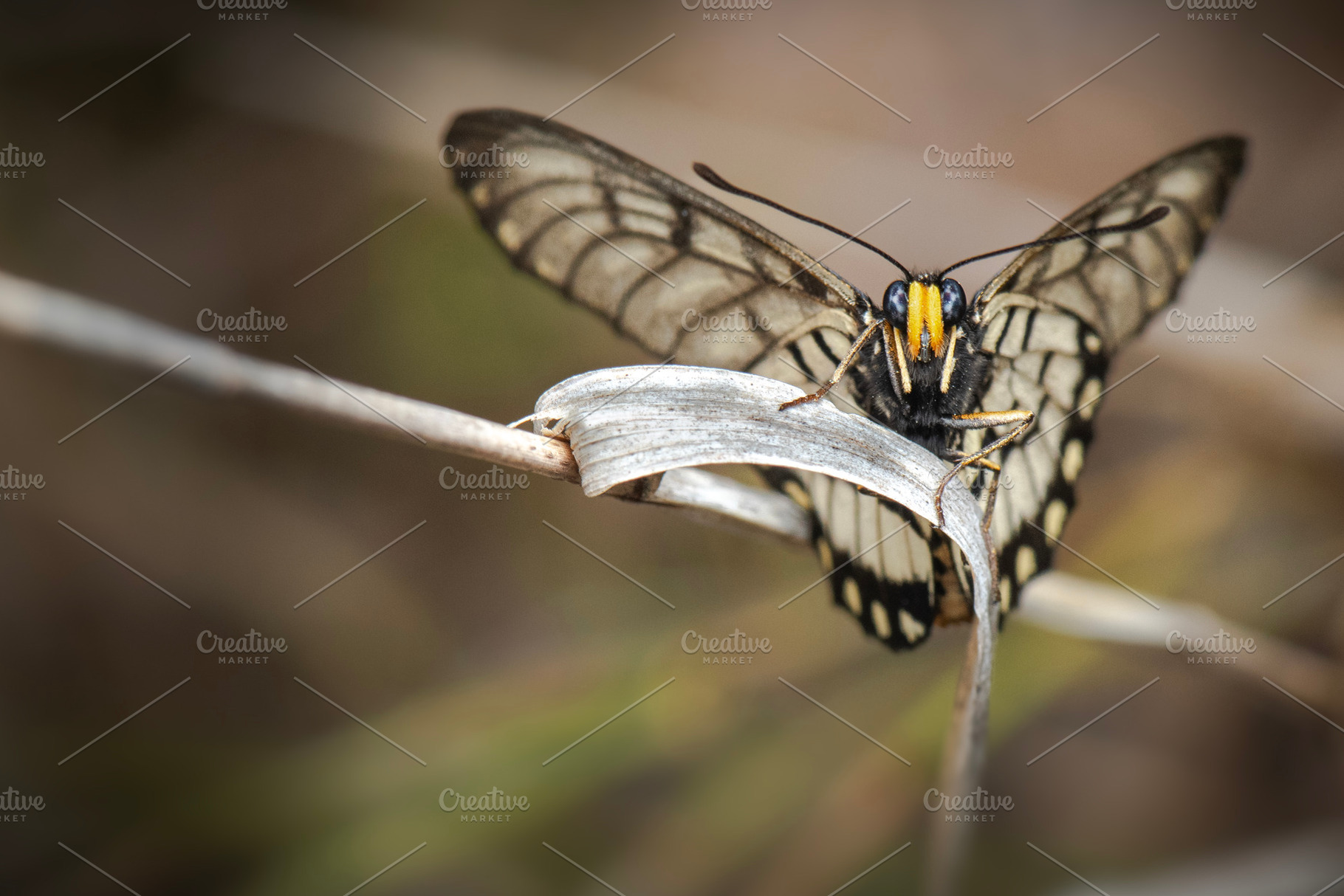 Glasswing Butterfly, an Animal Photo by Rob D Animal Photography