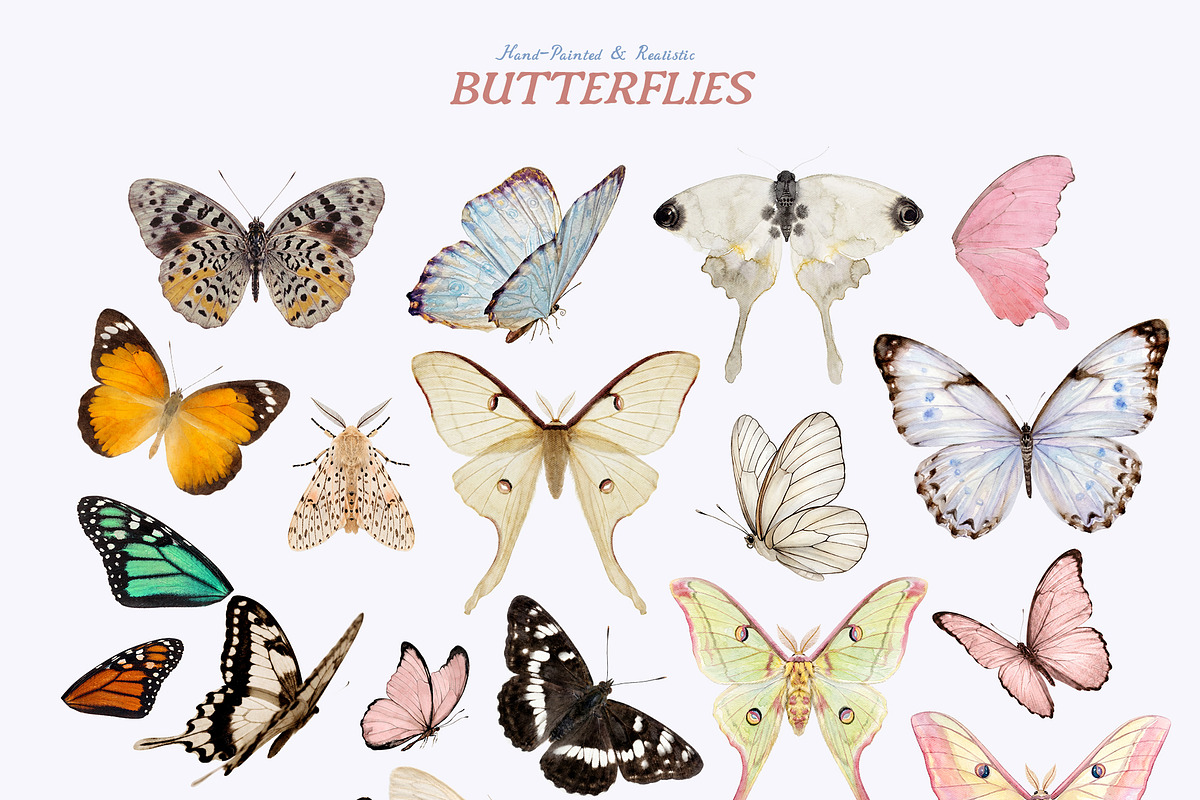 Butterflies Collection, an Object Graphic by Lana Elanor (Photo 8 of 11)