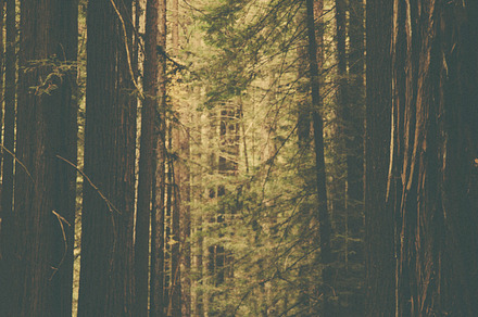 Red wood trees containing california, red wood, and trees preview 6