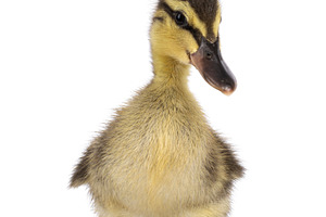 Wild duck duckling on white background