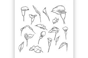 Vector Hand Drawn Elegant Callas