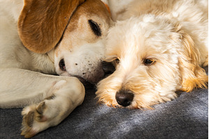 Maltipoo and Beagle Dogs Cuddling
