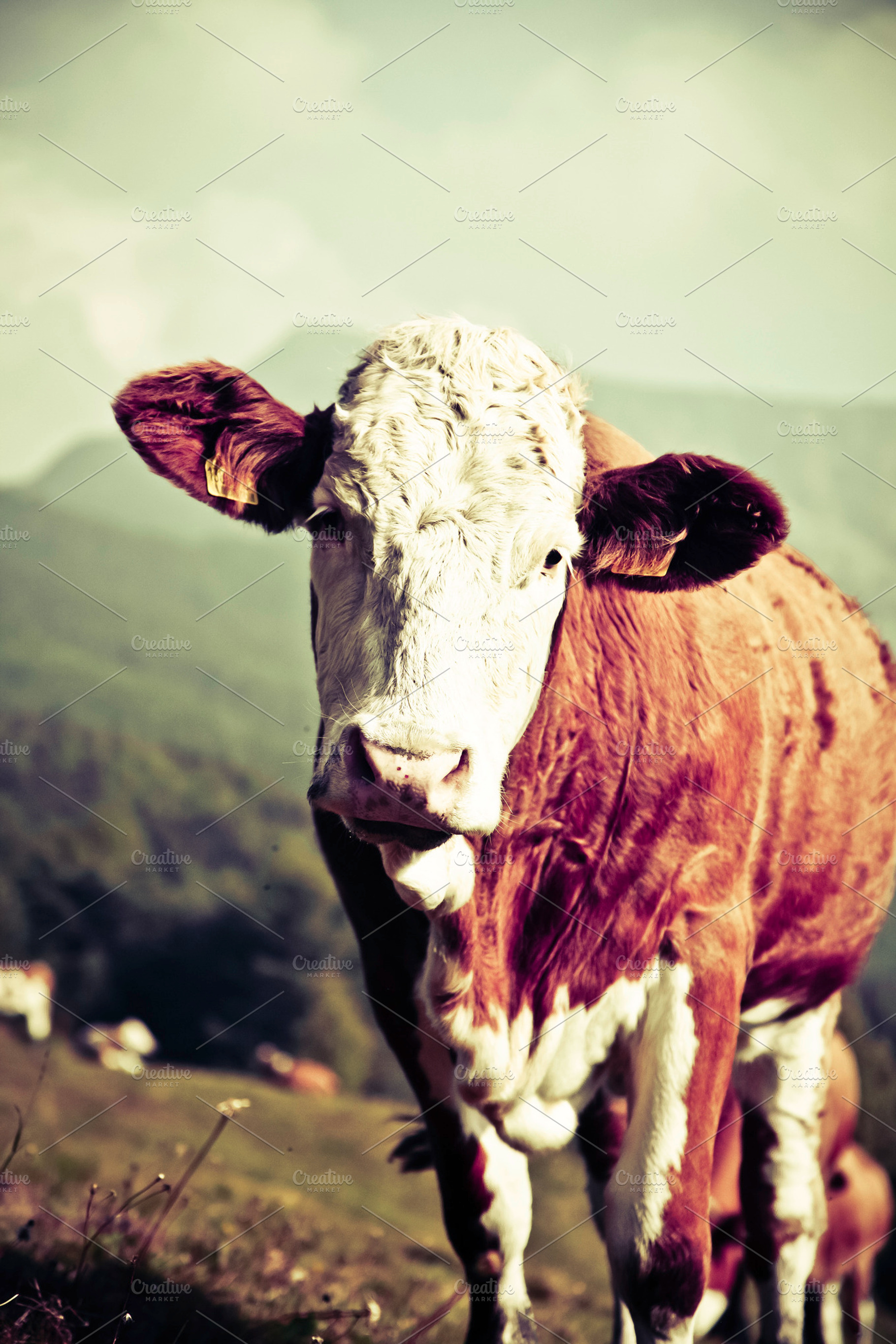 Cow Containing Cow Mountain And Alps