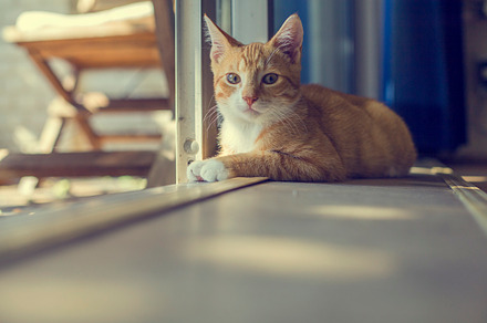 Young red cat siting on floor in sun, an Animal Photo by Patricia Hofmeester