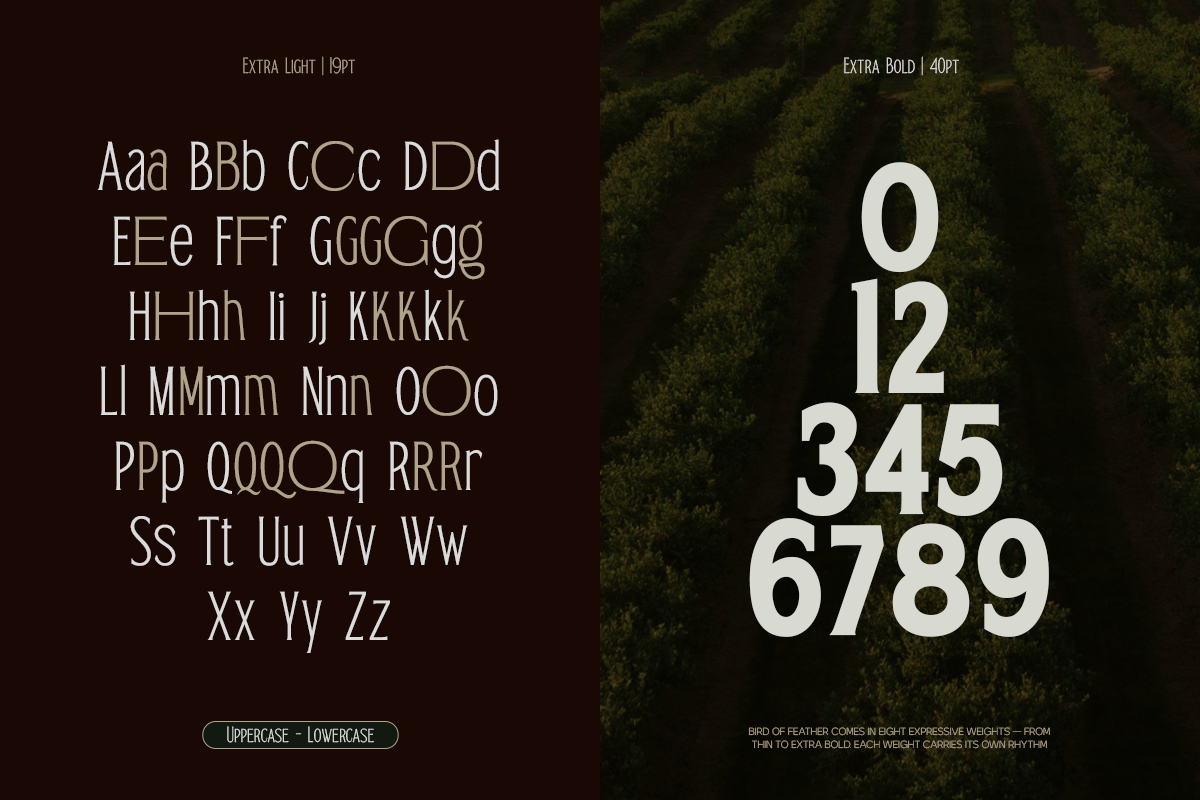 TRT Bird of Feather – Elegant Serif, a Font by truetype (Photo 2 of 15)
