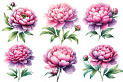 Pink & Purple Peony Flowers Clipart, an Illustration by Designworld (Thumbnail 2 of 6)