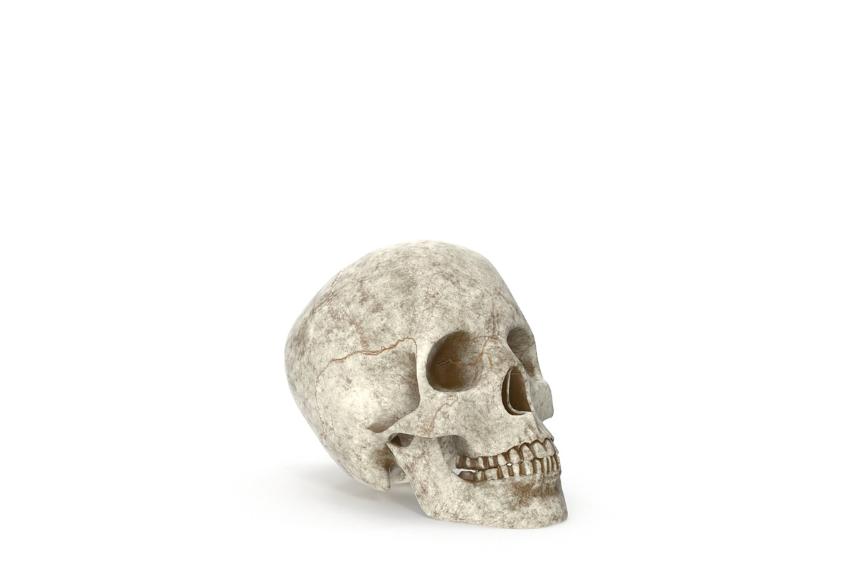 Human Skull Anatomy, a Characters & Person 3D Model by Tedi Permana (Photo 5 of 7)
