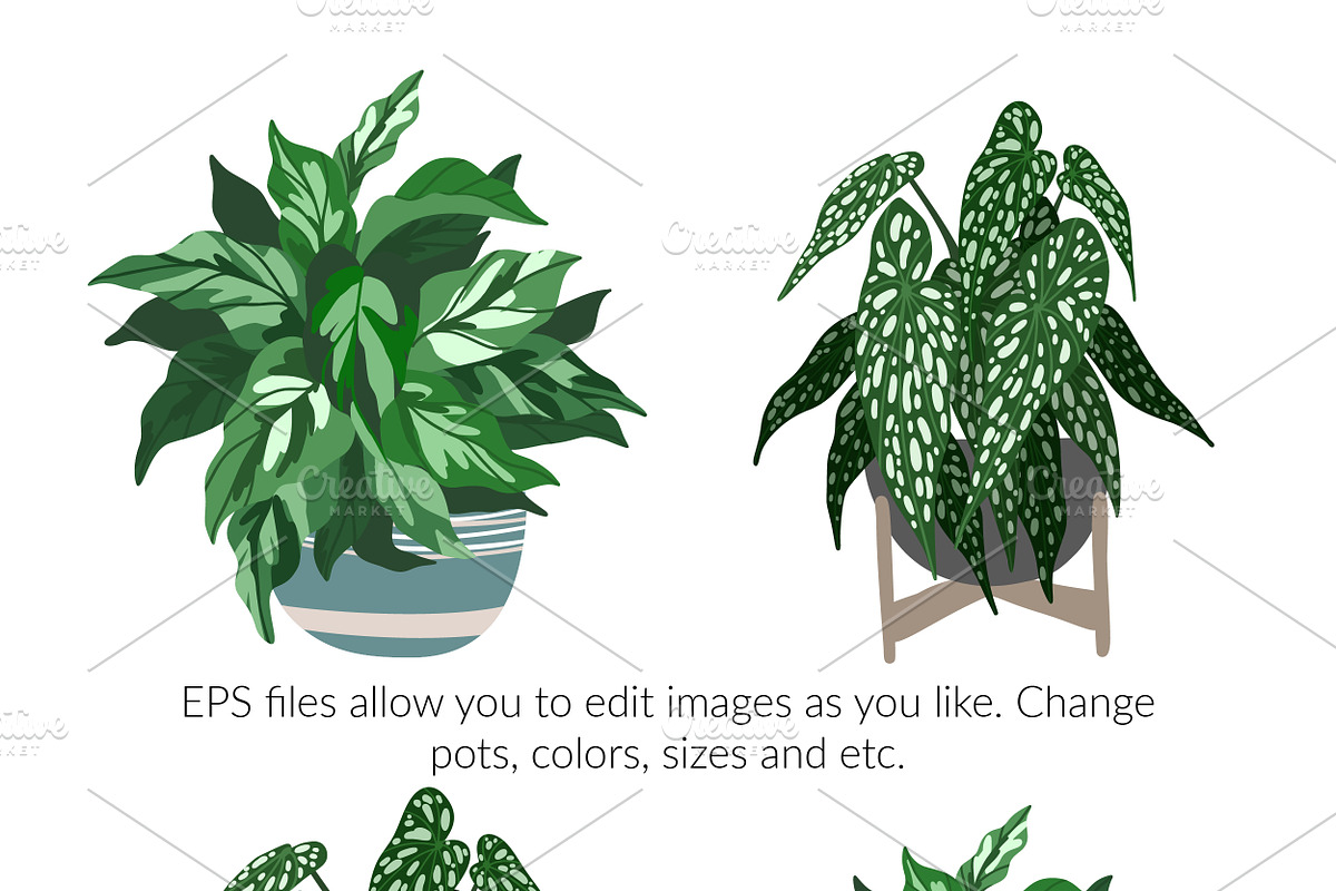 Indoor Plants, Vector Set, an Object Graphic by JSolomatina (Photo 6 of 13)