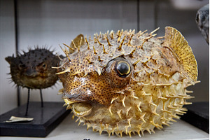 Taxidermied Porcupinefish with, an Animal Photo by Rohan Photography