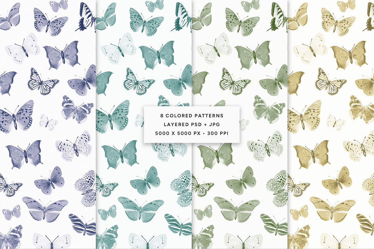 Vintage Butterflies Illustrations, an Animal Illustration by MargauxQuercy (Photo 7 of 7)