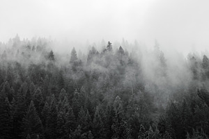 Black and white misty forest containing idaho, black and white, and clouds