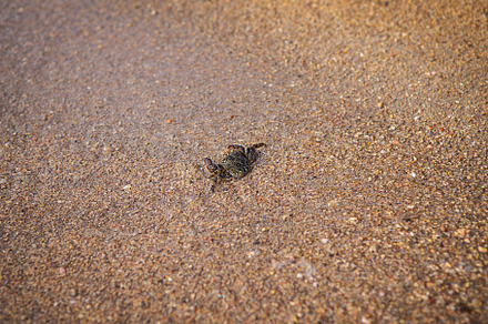 A small sea crab runs along the fine sand to the sea. The tide of the wave., an Animal Photo by Artsaba Family