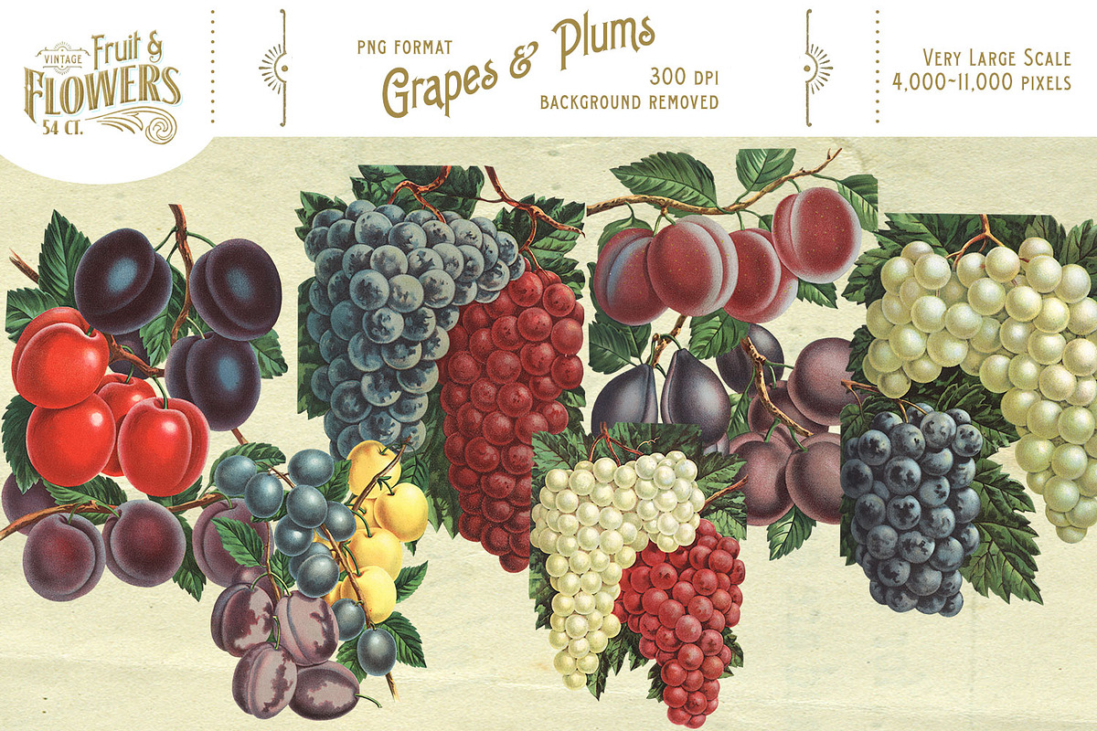 MASSIVE Vintage Fruit and Flowers, an Object Graphic by Eclectic Anthology (Photo 9 of 12)