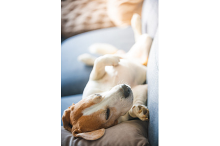 A Beagle dog is comfortably laying