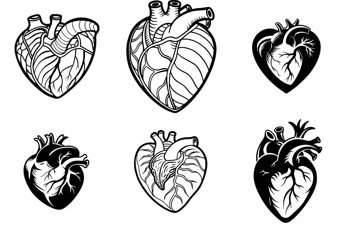 Anatomical Heart Illustrations, an Object Graphic by Billah Hub