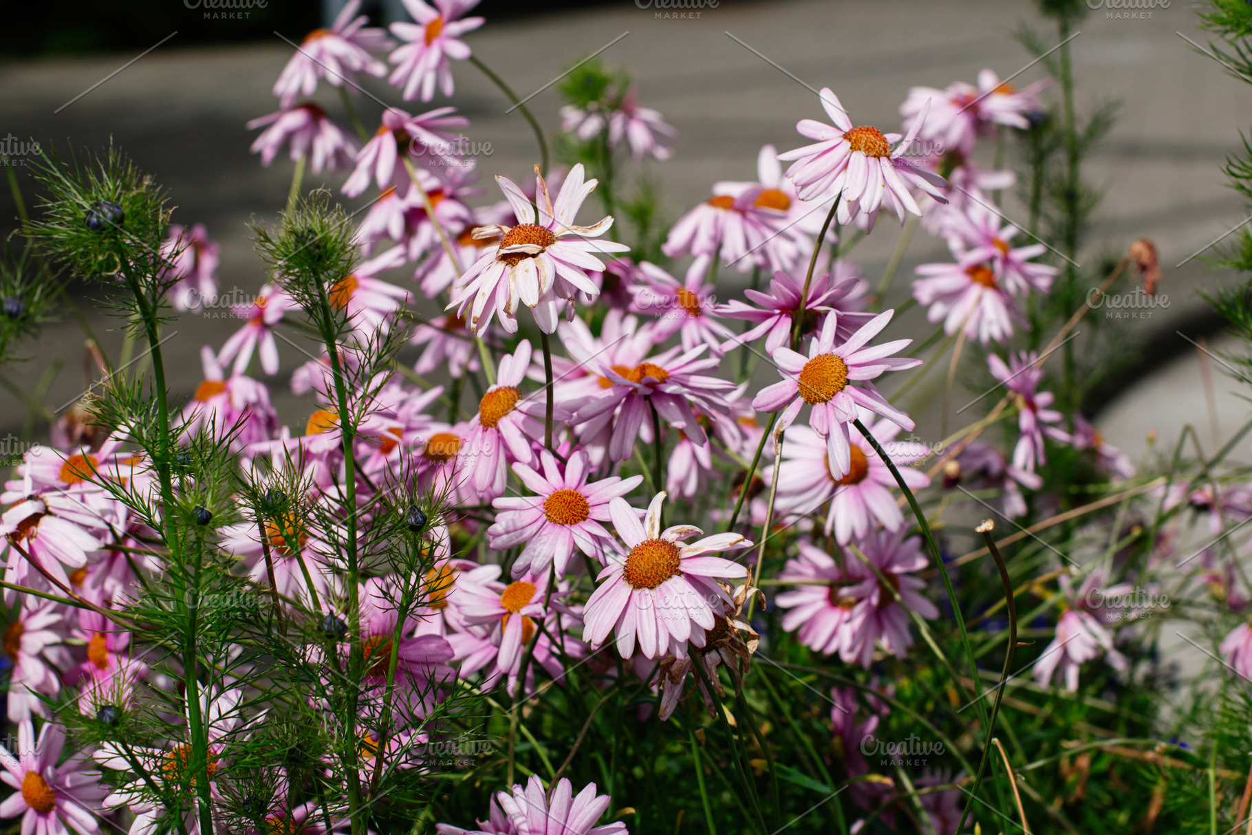 Vibrant pink daisies in Reykjavik, Iceland blowing in the gentle sunlight, a Photo by AS photostudio