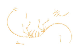 Dinosaur skeleton vector, an Animal Illustration by the8monkey