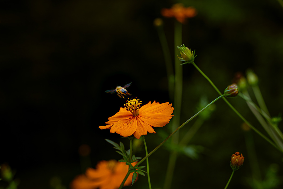 Flower & Garden Collection 15 photos, a Nature Photo by Silent Nature (Photo 3 of 14)