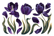 Dark Tulips Vector Set, a Background Graphic by MarynaPetrovska (Thumbnail 2 of 13)