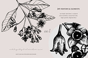 Aromatic Plants & Flowers Vector Set, a Healthcare Illustration by Yevheniia (Thumbnail 7 of 9)