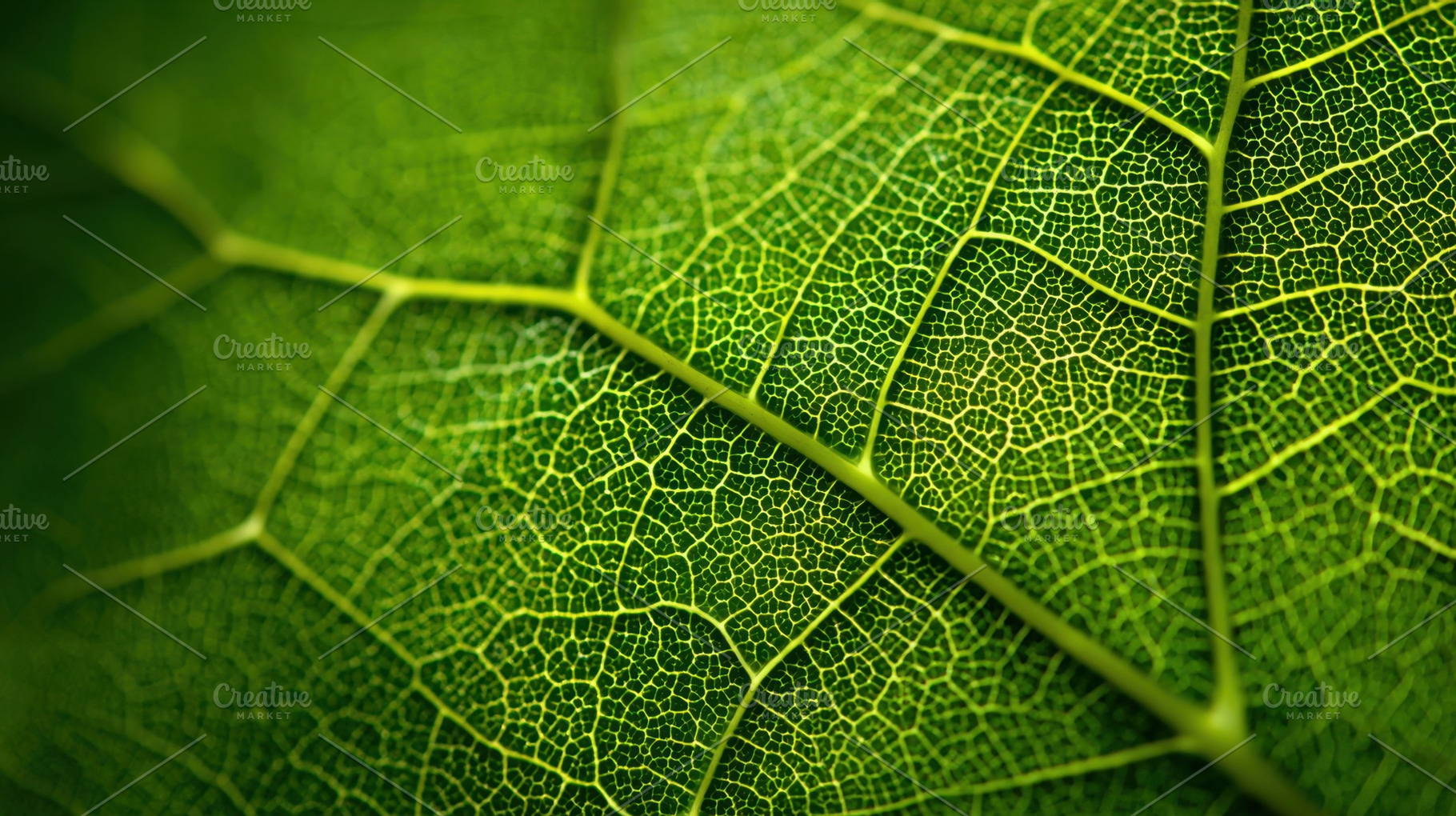 Close look at leaf texture and veins, a Photo by Beautiful things