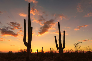 Sunset at Saguaros