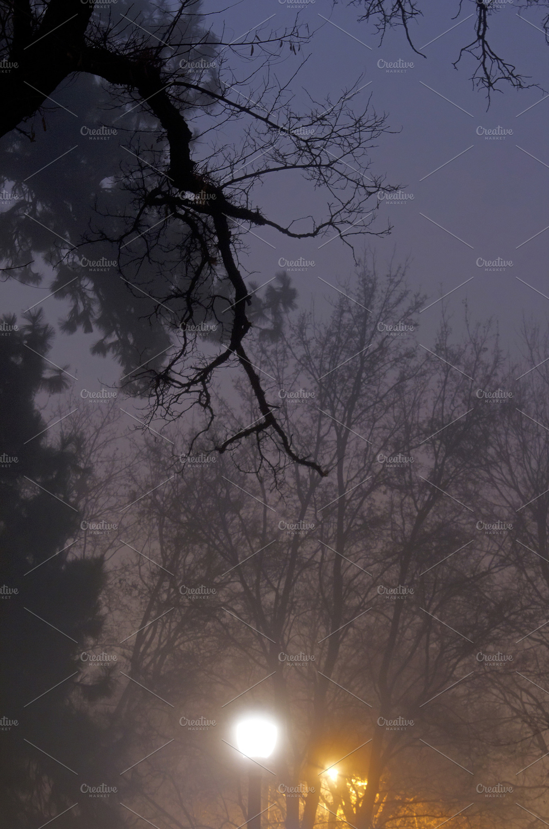 Night Trees
