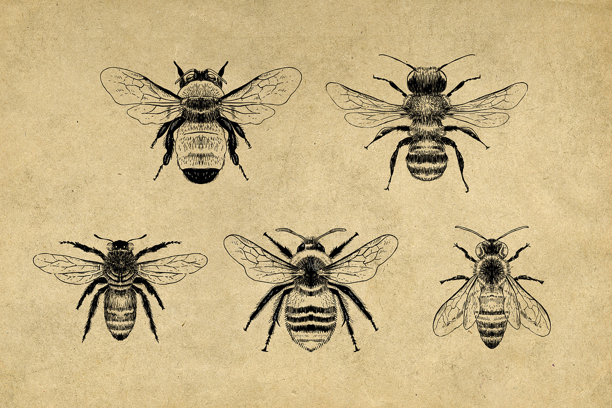 Vintage Bee Butterfly Illustrations, an Icon by Hatch Design Workshop (Photo 4 of 8)