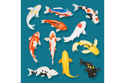 Japanese fish vector illustration carp and colorful oriental koi in Asia set of Chinese goldfish and traditional fishery isolated background, an Animal Photo by KitVector
