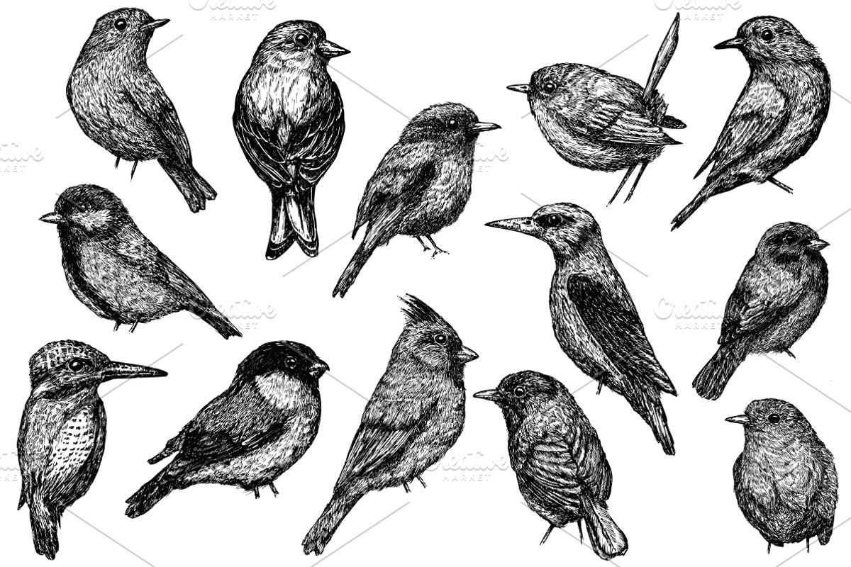 Sketches of birds, an Animal Illustration by CGterminal (Photo 2 of 3)