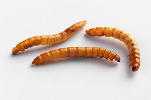 Close-up of three dried mealworms on a clean white background, i, an Animal Photo by Ales Munt