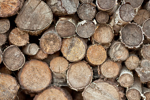 Pile of trunks