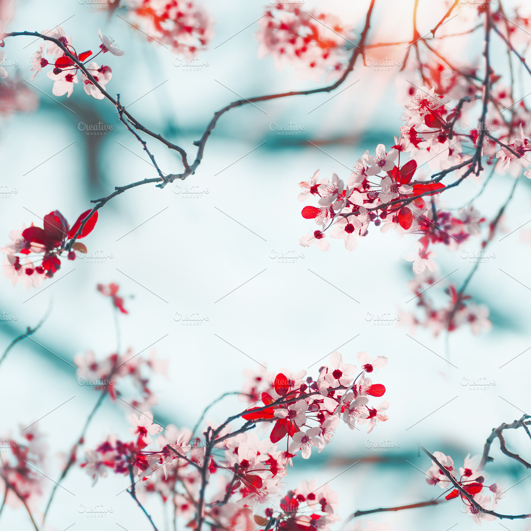Frame of pretty cherry blossom, a Nature Photo by VICUSCHKA