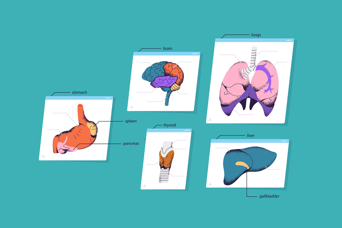 Male body anatomy, internal organs, a Healthcare Illustration by PaperTrident (Photo 3 of 4)
