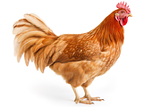 400+ Farm Animals Photo Bundle, an Animal Photo by Virgo Studio (Thumbnail 4 of 8)