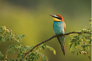 European bee-eater sitting on a