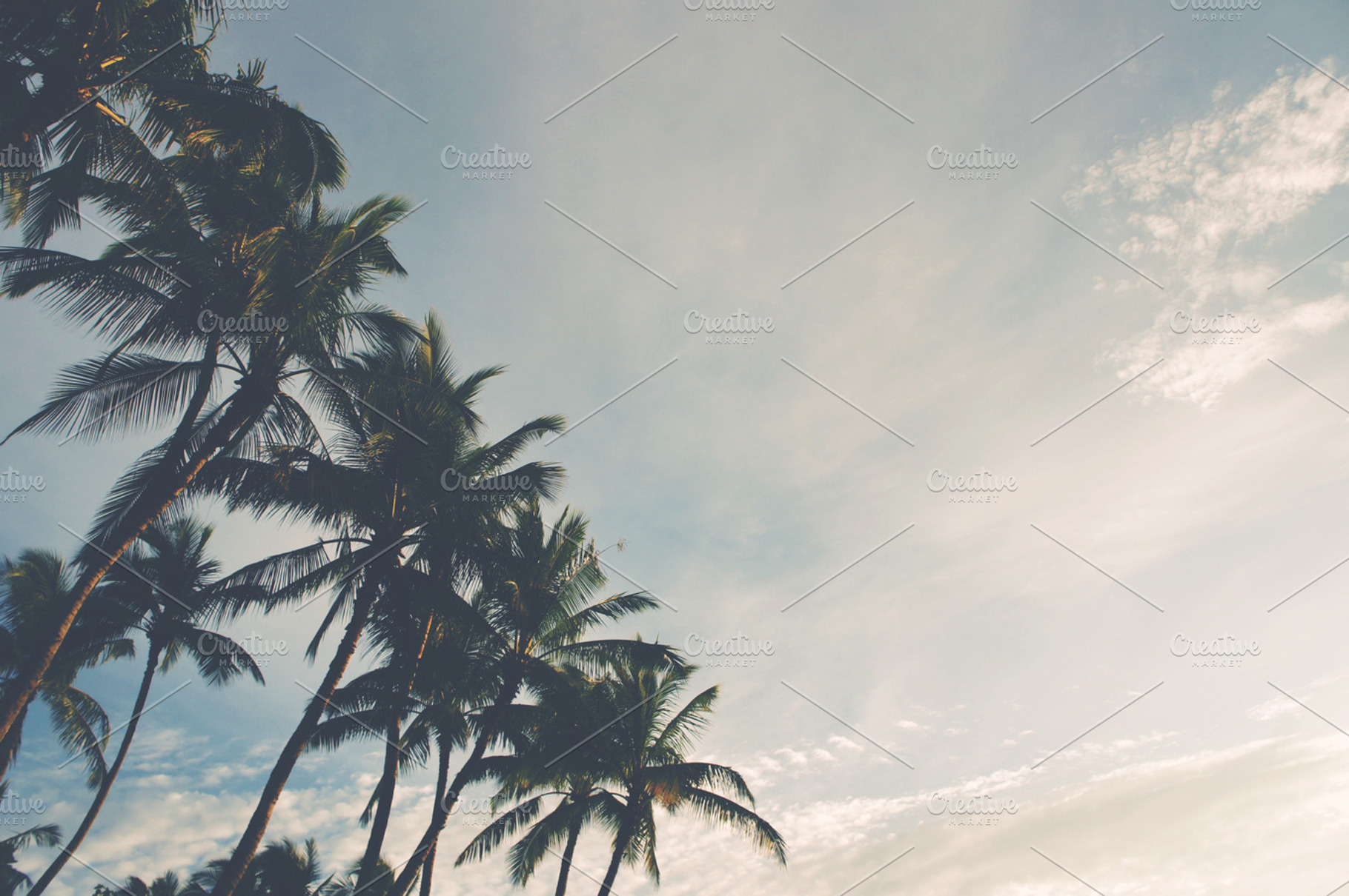 Tropical Palms Containing Hawaii Tropical And Palm Trees