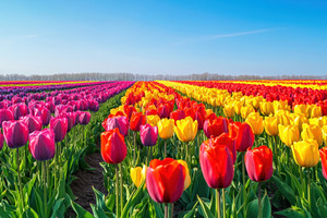 Colorful tulip field in full bloom, a Photo by Beautiful things