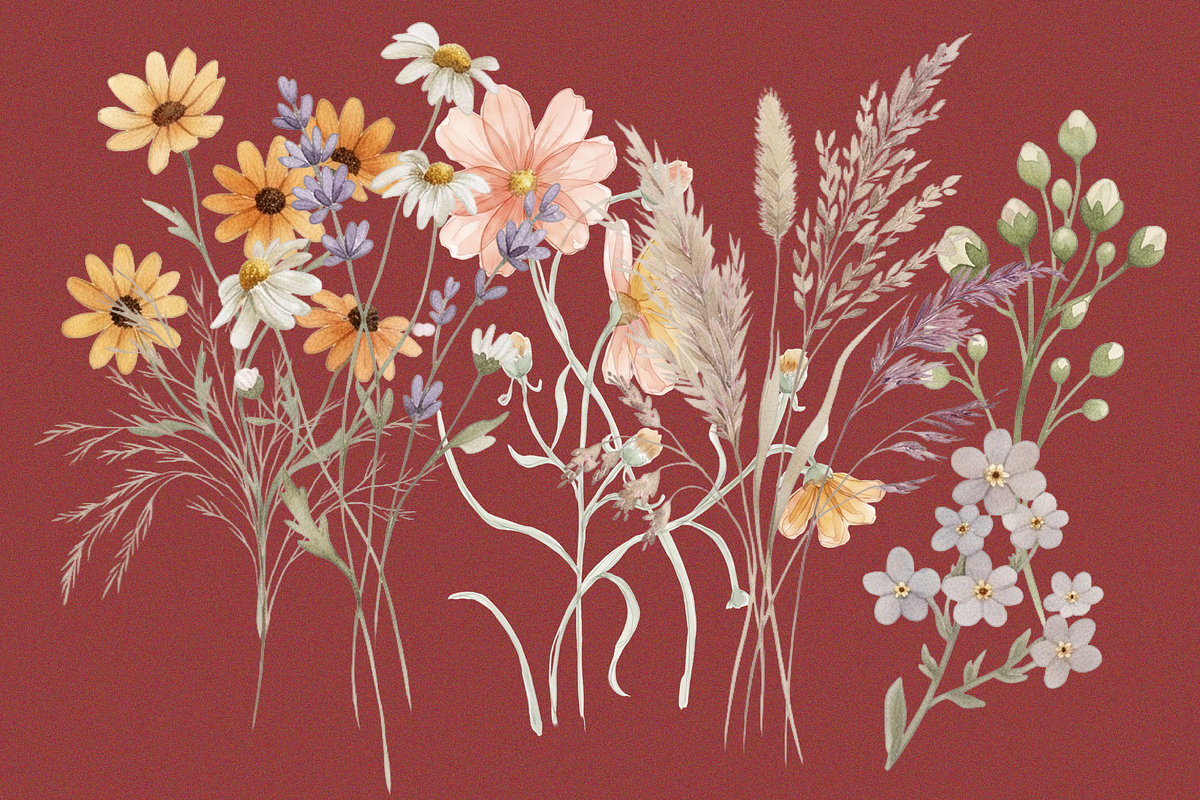 Peach Cosmos Wildflower Clipart Set, an Object Graphic by Digital Museum (Photo 8 of 8)
