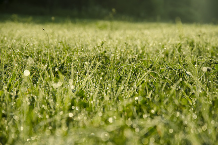 Butterfly In The Green Grass preview 6