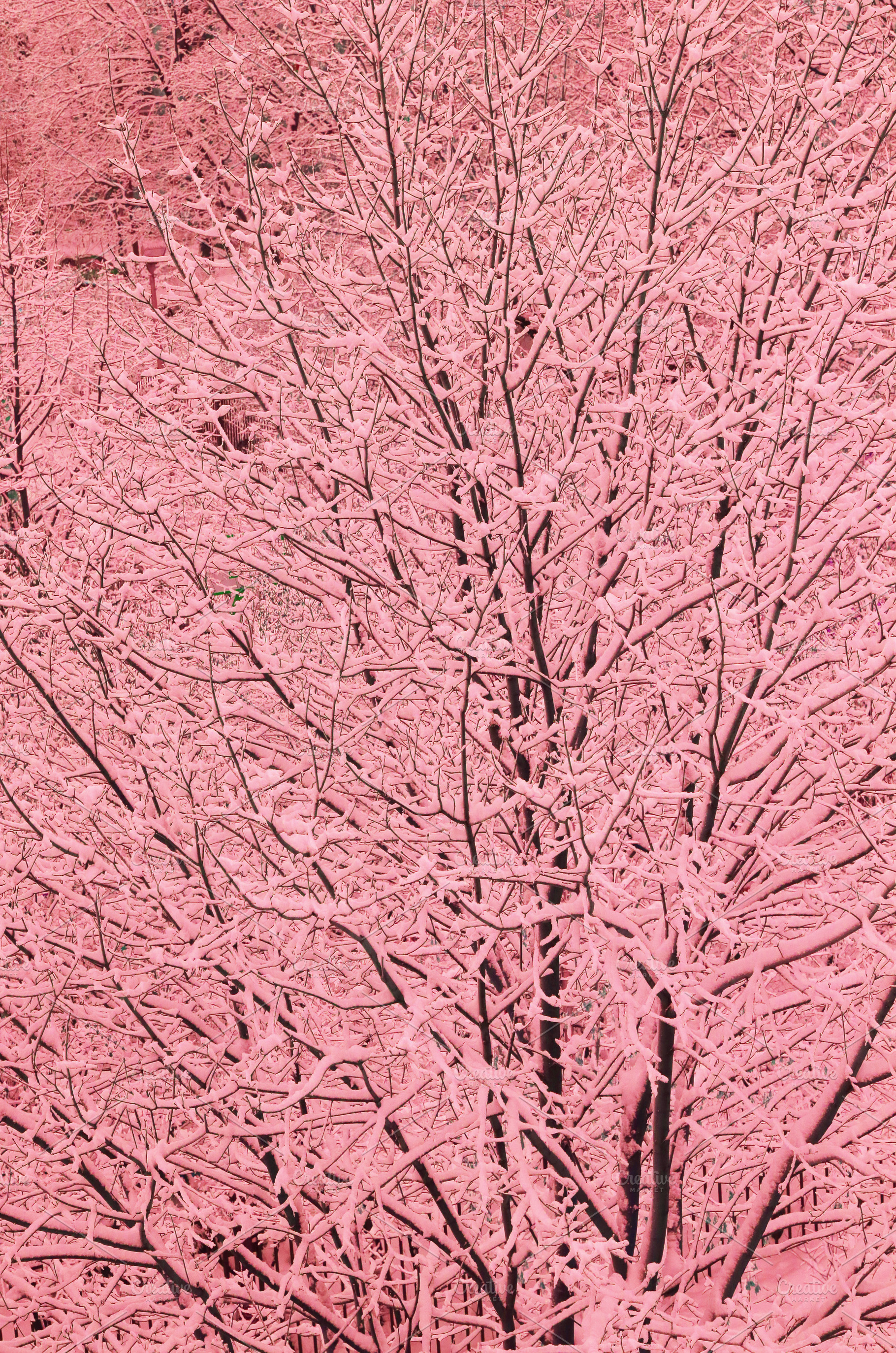 snowy forest close up texture backgr, a Background Photo by Famapictura